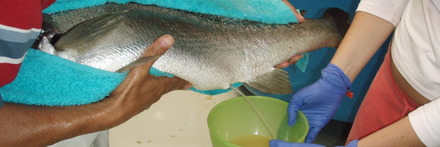 Fish reproduction